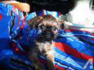 Brussels Griffon Puppy for sale in EFFORT, PA, USA