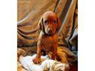 Medium Photo #1 Vizsla Puppy For Sale in New Palestine, IN, USA