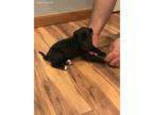 Great Dane Puppy for sale in West Liberty, OH, USA