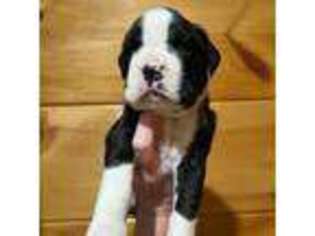Boxer Puppy for sale in Chester, SC, USA