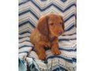 Dachshund Puppy for sale in Penn Yan, NY, USA