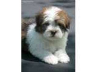 Havanese Puppy for sale in Wilson, NY, USA
