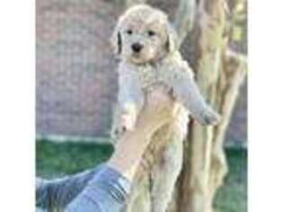 Goldendoodle Puppy for sale in Picayune, MS, USA