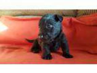 Scottish Terrier Puppy for sale in Hermiston, OR, USA