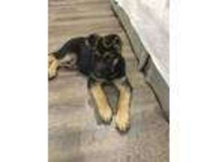 German Shepherd Dog Puppy for sale in Wilmington, NC, USA