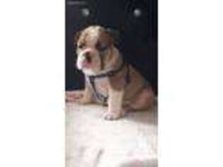 Bulldog Puppy for sale in Mount Prospect, IL, USA