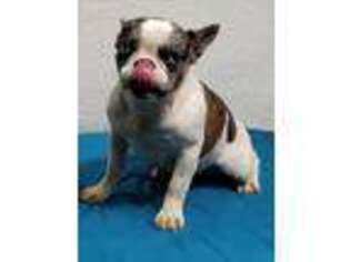 French Bulldog Puppy for sale in Afton, IA, USA