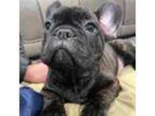 French Bulldog Puppy for sale in Allen, TX, USA