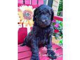 Labradoodle Puppy for sale in Temple, GA, USA