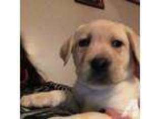 Labrador Retriever Puppy for sale in NORTH DIGHTON, MA, USA