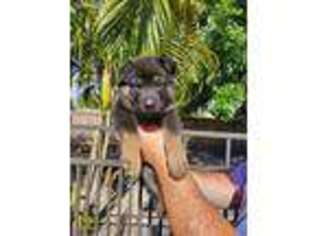 German Shepherd Dog Puppy for sale in Cape Coral, FL, USA