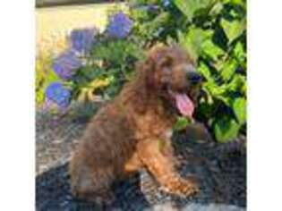 Goldendoodle Puppy for sale in Canterbury, CT, USA