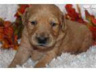Goldendoodle Puppy for sale in Jonesboro, AR, USA
