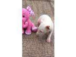 Bull Terrier Puppy for sale in Morganton, GA, USA
