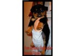 Rottweiler Puppy for sale in Dayton, OH, USA