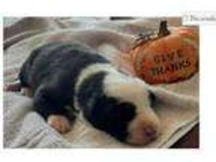 Border Collie Puppy for sale in Fort Worth, TX, USA
