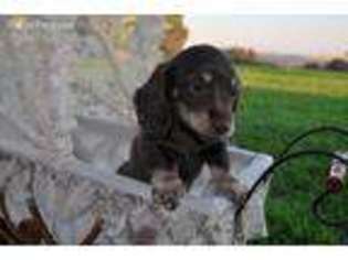 Dachshund Puppy for sale in Valley Springs, CA, USA