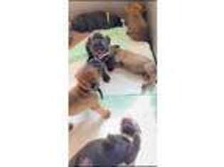 Bullmastiff Puppy for sale in Cedar Creek, TX, USA