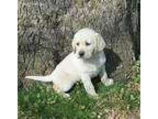 Labrador Retriever Puppy for sale in Norwood, MO, USA