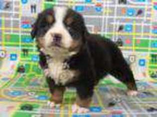 Bernese Mountain Dog Puppy for sale in Riverside, IA, USA