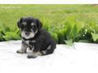 Mutt Puppy for sale in Verona, OH, USA