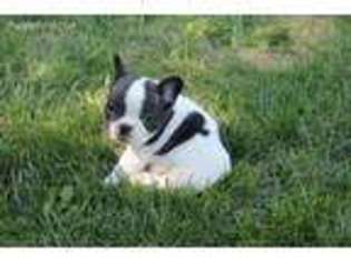 French Bulldog Puppy for sale in Dell Rapids, SD, USA