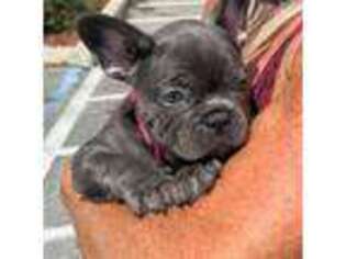 French Bulldog Puppy for sale in Land O Lakes, FL, USA