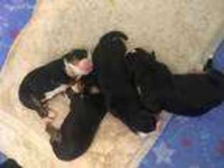 Bernese Mountain Dog Puppy for sale in Gunnison, CO, USA