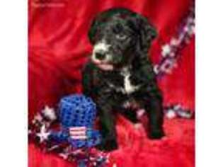 Mutt Puppy for sale in West Paducah, KY, USA