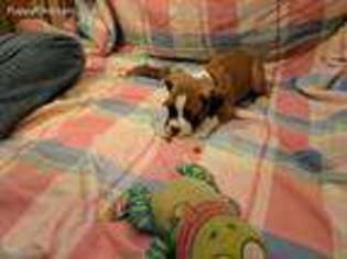 Boxer Puppy for sale in Greenville, PA, USA