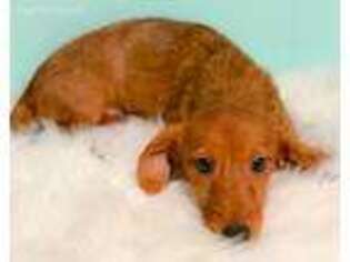 Dachshund Puppy for sale in Kinston, NC, USA