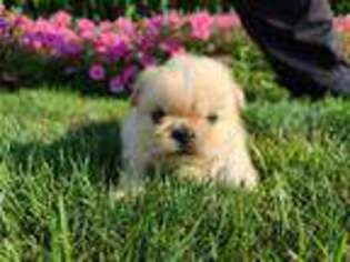 Pekingese Puppy for sale in Ronks, PA, USA