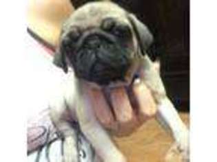 Pug Puppy for sale in OAKLAND, CA, USA