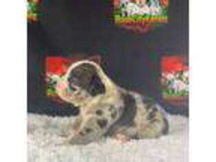 Mutt Puppy for sale in Springfield, OH, USA