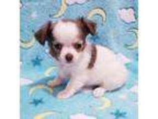 Chihuahua Puppy for sale in Gonzales, LA, USA