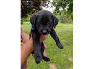 Labrador Retriever Puppy for sale in Kent City, MI, USA