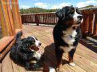 Bernese Mountain Dog Puppy for sale in Sedalia, CO, USA