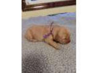 Golden Retriever Puppy for sale in Wonder Lake, IL, USA