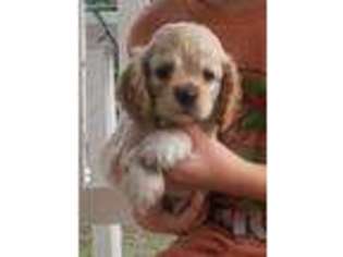 Cocker Spaniel Puppy for sale in Byron, GA, USA