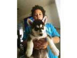 Siberian Husky Puppy for sale in Dayton, OH, USA