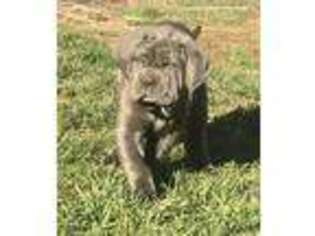 Neapolitan Mastiff Puppy for sale in Bristow, VA, USA