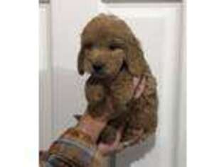 Goldendoodle Puppy for sale in Lincoln, CA, USA
