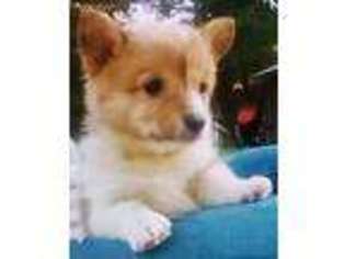 Pembroke Welsh Corgi Puppy for sale in Atoka, OK, USA