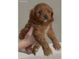 Cavapoo Puppy for sale in Westminster, CO, USA