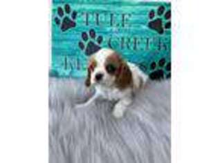 Cavalier King Charles Spaniel Puppy for sale in Kress, TX, USA