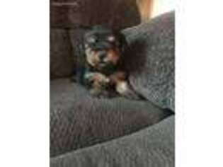 Yorkshire Terrier Puppy for sale in Skipwith, VA, USA