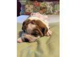 Olde English Bulldogge Puppy for sale in Brookhaven, MS, USA