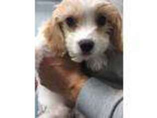 Cavachon Puppy for sale in Providence, RI, USA
