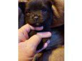 Pomeranian Puppy for sale in Coatesville, PA, USA