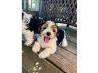 Yorkshire Terrier Puppy for sale in Milligan, NE, USA